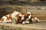 BASSET HOUND 141